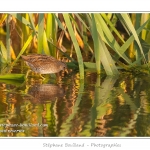 Marouette ponctuÃ©e (Porzana porzana - Spotted Crake) - Rare et difficile Ã  observer, la marouette ponctuÃ©e est ici observÃ©e Ã  dÃ©couvert, alors que cet oiseau trÃ¨s farouche se rÃ©fugie habituellement dans les roseaux Ã  la moindre alerte. Saison : Ã©tÃ© - Lieu : Marais du Crotoy, Le Crotoy, Baie de Somme, Somme, Picardie, France