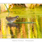 Marouette ponctuÃ©e (Porzana porzana - Spotted Crake) - Rare et difficile Ã  observer, la marouette ponctuÃ©e est ici observÃ©e Ã  dÃ©couvert, alors que cet oiseau trÃ¨s farouche se rÃ©fugie habituellement dans les roseaux Ã  la moindre alerte. Saison : Ã©tÃ© - Lieu : Marais du Crotoy, Le Crotoy, Baie de Somme, Somme, Picardie, France