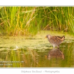 Marouette ponctuÃ©e (Porzana porzana - Spotted Crake) - Rare et difficile Ã  observer, la marouette ponctuÃ©e est ici observÃ©e Ã  dÃ©couvert, alors que cet oiseau trÃ¨s farouche se rÃ©fugie habituellement dans les roseaux Ã  la moindre alerte. Saison : Ã©tÃ© - Lieu : Marais du Crotoy, Le Crotoy, Baie de Somme, Somme, Picardie, France