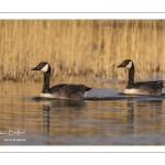 Bernache du Canada (Branta canadensis - Canada Goose)