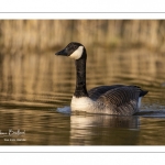 Bernache du Canada (Branta canadensis - Canada Goose)