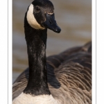 Bernache du Canada (Branta canadensis - Canada Goose)