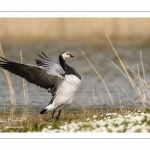 Bernache nonnette (Branta leucopsis - Barnacle Goose)