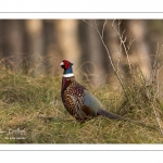 Faisan de Colchide (Phasianus colchicus - Common Pheasant)