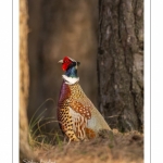 Faisan de Colchide (Phasianus colchicus - Common Pheasant)