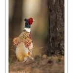 Faisan de Colchide (Phasianus colchicus - Common Pheasant)