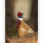 Faisan de Colchide (Phasianus colchicus - Common Pheasant)