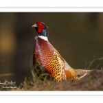 Faisan de Colchide (Phasianus colchicus - Common Pheasant)