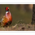 Faisan de Colchide (Phasianus colchicus - Common Pheasant)