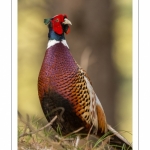 Faisan de Colchide (Phasianus colchicus - Common Pheasant)