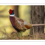 Faisan de Colchide (Phasianus colchicus - Common Pheasant)