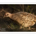 Faisan de Colchide (Phasianus colchicus - Common Pheasant)