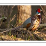 Faisan de Colchide (Phasianus colchicus - Common Pheasant)