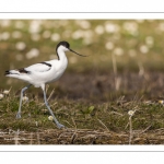 Avocette élégante (Recurvirostra avosetta - Pied Avocet)