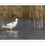 Avocette élégante (Recurvirostra avosetta - Pied Avocet)