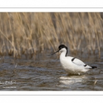 Avocette élégante (Recurvirostra avosetta - Pied Avocet)