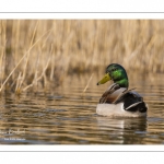 Canard colvert (Anas platyrhynchos - Mallard)