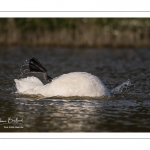 Cygne tuberculé (Cygnus olor - Mute Swan) au bain (toilette)