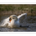 Cygne tuberculé (Cygnus olor - Mute Swan) au bain (toilette)