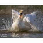 Cygne tuberculé (Cygnus olor - Mute Swan) au bain (toilette)