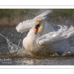 Cygne tuberculé (Cygnus olor - Mute Swan) au bain (toilette)