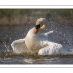 Cygne tuberculé (Cygnus olor - Mute Swan) au bain (toilette)