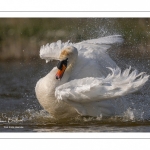 Cygne tuberculé (Cygnus olor - Mute Swan) au bain (toilette)