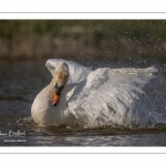 Cygne tuberculé (Cygnus olor - Mute Swan) au bain (toilette)