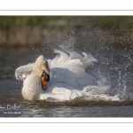 Cygne tuberculé (Cygnus olor - Mute Swan) au bain (toilette)