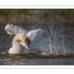 Cygne tuberculé (Cygnus olor - Mute Swan) au bain (toilette)