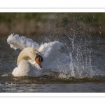 Cygne tuberculé (Cygnus olor - Mute Swan) au bain (toilette)