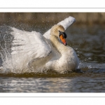 Cygne tuberculé (Cygnus olor - Mute Swan) au bain (toilette)