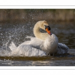 Cygne tuberculé (Cygnus olor - Mute Swan) au bain (toilette)