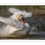 Cygne tuberculé (Cygnus olor - Mute Swan) au bain (toilette)