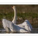 Cygne tuberculé (Cygnus olor - Mute Swan) au bain (toilette)