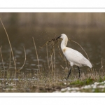 Spatule blanche (Platalea leucorodia - Eurasian Spoonbill)