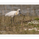 Spatule blanche (Platalea leucorodia - Eurasian Spoonbill)