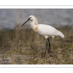 Spatule blanche (Platalea leucorodia - Eurasian Spoonbill)