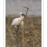 Spatule blanche (Platalea leucorodia - Eurasian Spoonbill)