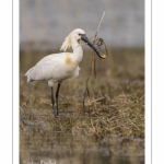 Spatule blanche (Platalea leucorodia - Eurasian Spoonbill)