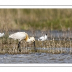 Spatule blanche (Platalea leucorodia - Eurasian Spoonbill)