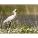 Spatule blanche (Platalea leucorodia - Eurasian Spoonbill)