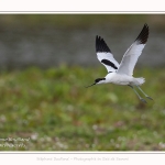 Avocette_2017_05_01_003-border