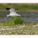 Avocette_elegante_2017_04_29_004-border