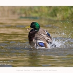 Bain_Colvert_2017_04_29_024-border