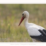 Cigogne_2017_05_06_002-border