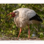 Cigogne_2017_05_06_010-border