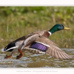 canard_colvert_2017_05_06_003-border