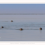 Phoques gris venant à la rencontre des visiteurs à marée haute en Baie de Somme- saison : Hiver - Lieu : Plages de la Maye, Réserve Naturelle, Baie de Somme, Somme, Picardie, Hauts-de-France, France. Gray seals coming to meet visitors at high tide in Baie de Somme- season: Winter - Location: Beaches of Maye, Nature Reserve, Somme Bay, Somme, Picardy, Hauts-de-France, France.