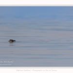 Phoques gris venant à la rencontre des visiteurs à marée haute en Baie de Somme- saison : Hiver - Lieu : Plages de la Maye, Réserve Naturelle, Baie de Somme, Somme, Picardie, Hauts-de-France, France. Gray seals coming to meet visitors at high tide in Baie de Somme- season: Winter - Location: Beaches of Maye, Nature Reserve, Somme Bay, Somme, Picardy, Hauts-de-France, France.